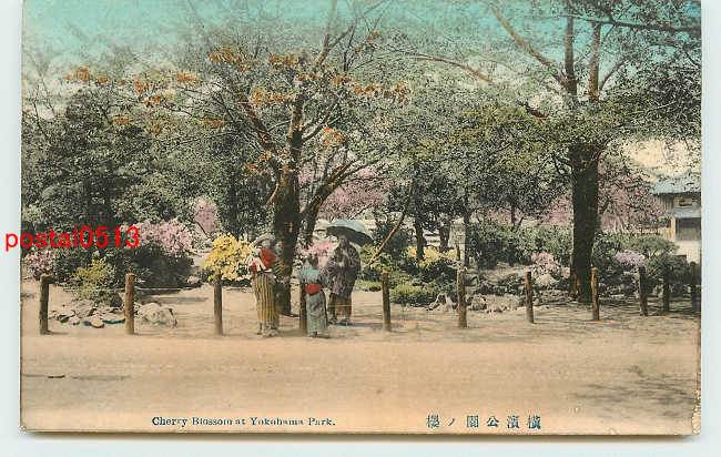 アンティーク絵葉書専門店 ポケットブックス / 神奈川 手彩色 横浜公園の桜 t